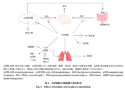 白桦酯酸及其衍生物的生物活性及作用机制研究进展