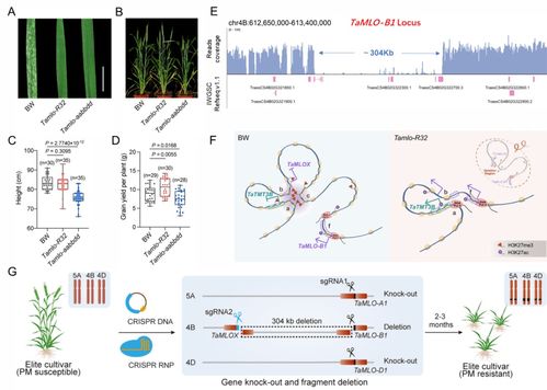 基因剪刀双重奏 中科院微生物所邱金龙团队引领小麦抗病高产育种新突破